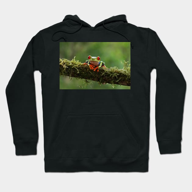 Red-eyed Tree Frog - Costa Rica Hoodie by Jim Cumming